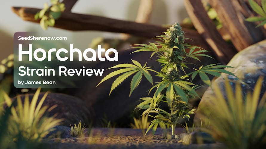 Horchata Strain Review: An In-Depth Guide