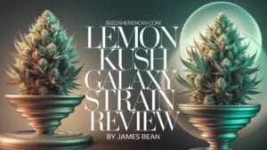 Lemon-kush-galaxy-review - Seeds Here Now Lemon Kush Galaxy Strain Review: a Stellar Hybrid