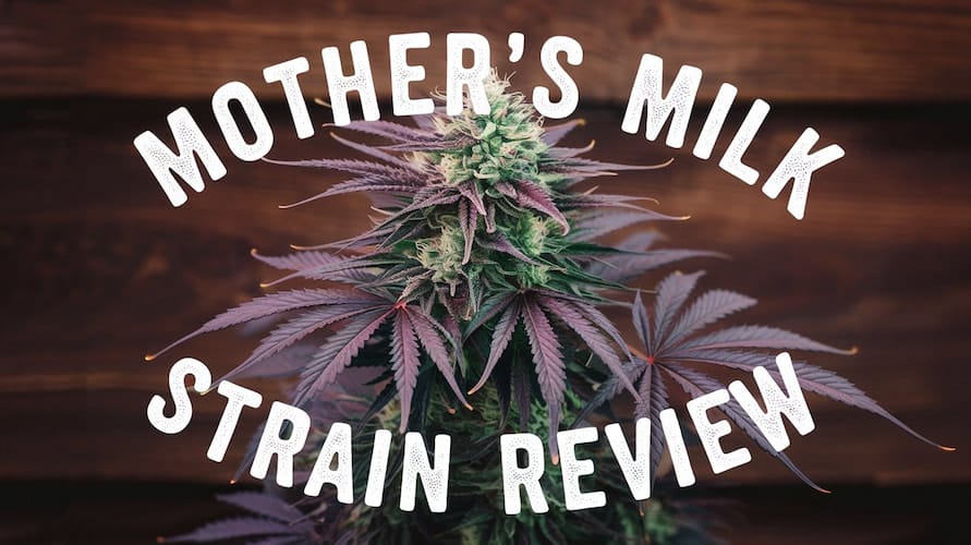 Mother’s Milk Strain Review and Information