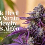 Dark Devil Auto Strain Review