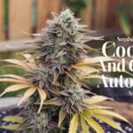 Cookies and Cream Auto Strain Review