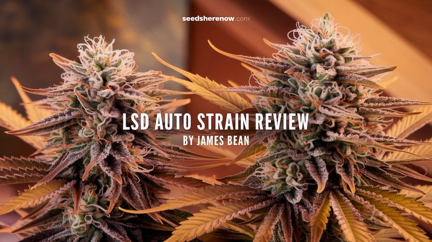 LSD Auto Strain Review and Information