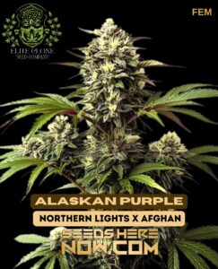 Alaskan Purple S1 (feminized) - Elite Clone Seed Company