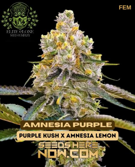 Amnesia Purple S1 (feminized) - Elite Clone Seed Company