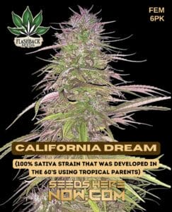 California Dream (feminized) - Flashback Seeds
