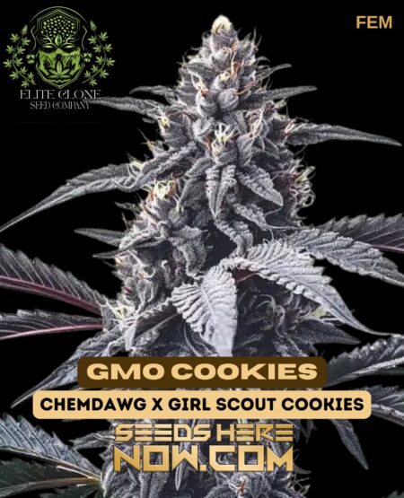 Gmo Cookies S1 (feminized) - Elite Clone Seed Company