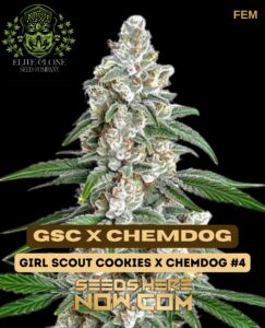 Gsc X Chemdog S1 (feminized) - Elite Clone Seed Company