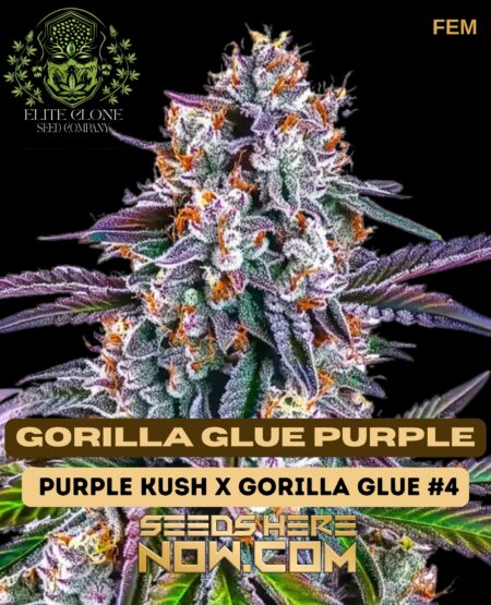 Gorilla Glue Purple S1 (Feminized) (space) Elite Clone Seed Company