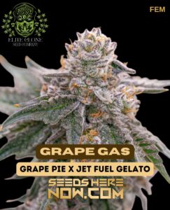 Grape Gas S1 (feminized) - Elite Clone Seed Company