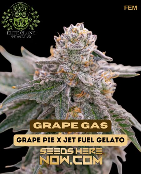Grape gas s1 (feminized) - elite clone seed company