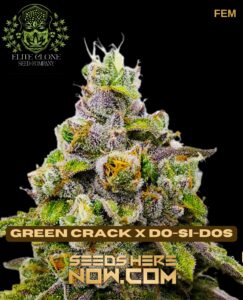 Green Crack X Do-si-dos S1 (feminized) - Elite Clone Seed Company