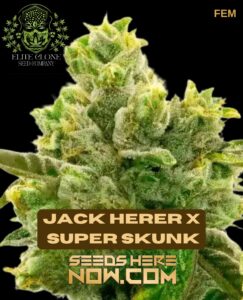 Jack Herer X Super Skunk S1 (feminized) - Elite Clone Seed Company