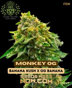 Monkey Og S1 (feminized) - Elite Clone Seed Company
