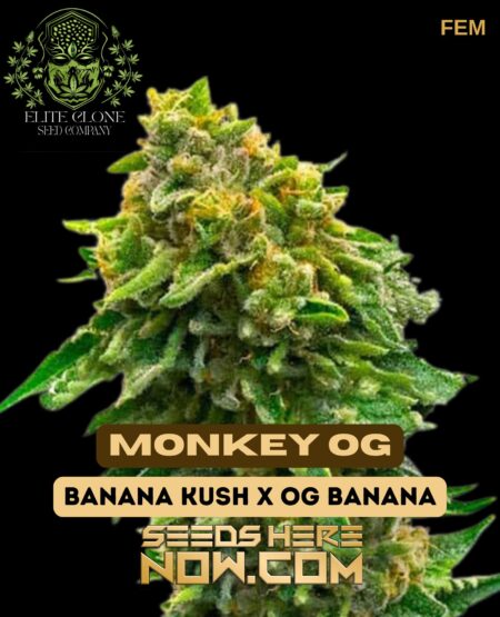 Monkey og s1 (feminized) - elite clone seed company
