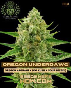 Oregon Underdawg S1 (feminized) - Elite Clone Seed Company