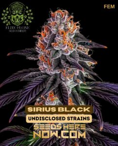 Sirius Black S1 (feminized) - Elite Clone Seed Company
