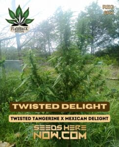 Twisted Delight (regular) - Flashback Seeds