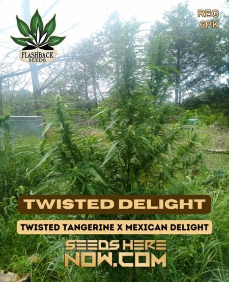 Twisted Delight (Regular) (space) Flashback Seeds