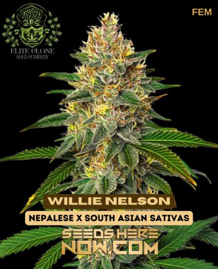 Willie nelson s1 (feminized) - elite clone seed company