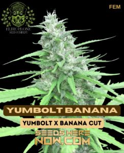 Yumbolt Banana S1 (feminized) - Elite Clone Seed Company 1