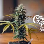 Critical Plus Strain Review