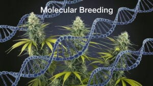 Molecular Breeding in Feminized Seeds: Insights