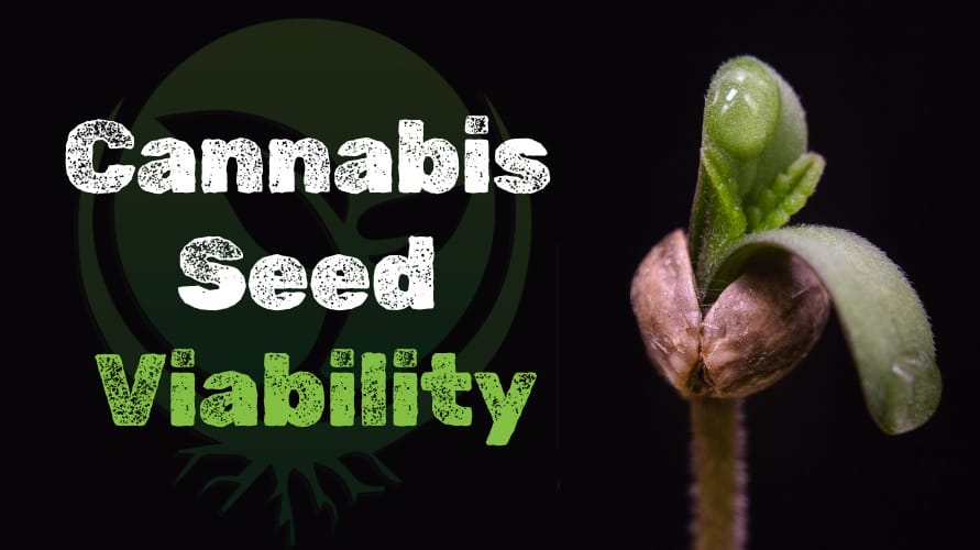 Cannabis Seed Viability Testing Guide