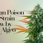 Durban Poison Auto Strain Review