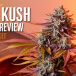 Fire Kush Auto Strain Review