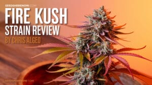 Fire-kush-auto-strain-review - Seeds Here Now Fire Kush Auto Strain Review