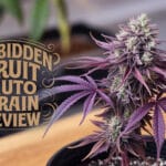 Forbidden Fruit Auto Strain Review