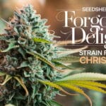 Forgotten Delights Strain Review