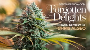 Forgotten-delights-strain-review - Seeds Here Now Forgotten Delights Strain Review