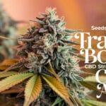 Fractal Boxes Cbd Strain Review