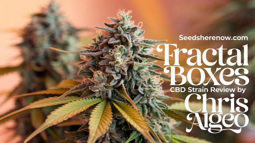 Fractal Boxes CBD Strain Review and Information