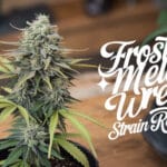 Frosted Melon Wreck Strain Review