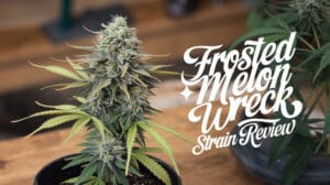 Frosted-melon-wreck-strain-review - Seeds Here Now Frosted Melon Wreck Strain Review