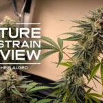 Future #1 Strain Review