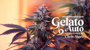 Gelato-auto-strain-review - Seeds Here Now Gelato Auto Strain Review