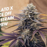 Gelato X Face off Og Strain Review