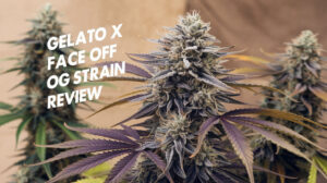 Gelato-face-off-og-strain-review - Seeds Here Now Gelato X Face off Og Strain Review