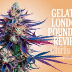 Gelato X London Pound Cake Strain Review