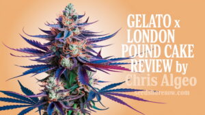 Gelato-london-pound-cake-strain-review - Seeds Here Now Gelato X London Pound Cake Strain Review