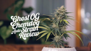 Ghost-og-chemdog-auto-strain-review - Seeds Here Now Ghost Og Chemdog Auto Strain Review