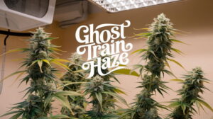 Ghost-train-haze-strain-review - Seeds Here Now Ghost Train Haze Strain Review