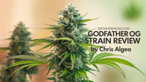 Godfather OG strain review