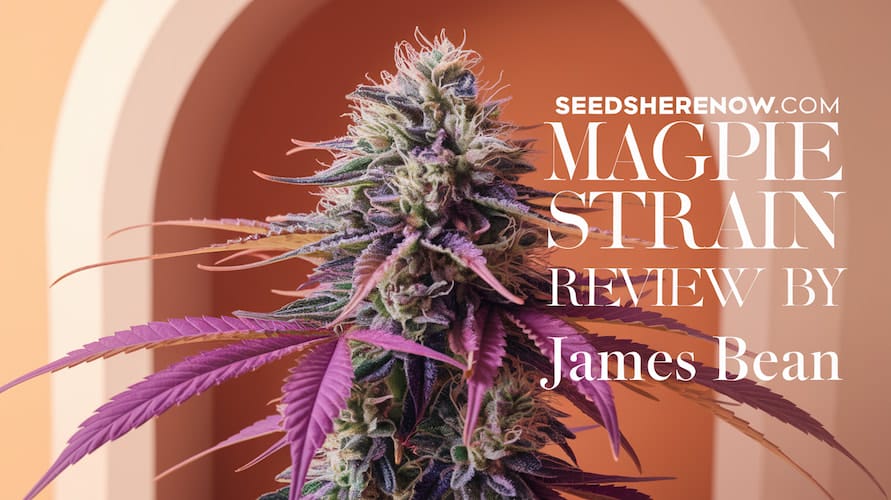 Magpie Strain Review: A High-Flying Hybrid