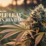 Maple Leaf Strain Review