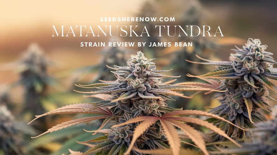 Matanuska Tundra Strain Review: A Classic Hybrid