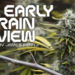 Mc Early Strain Review